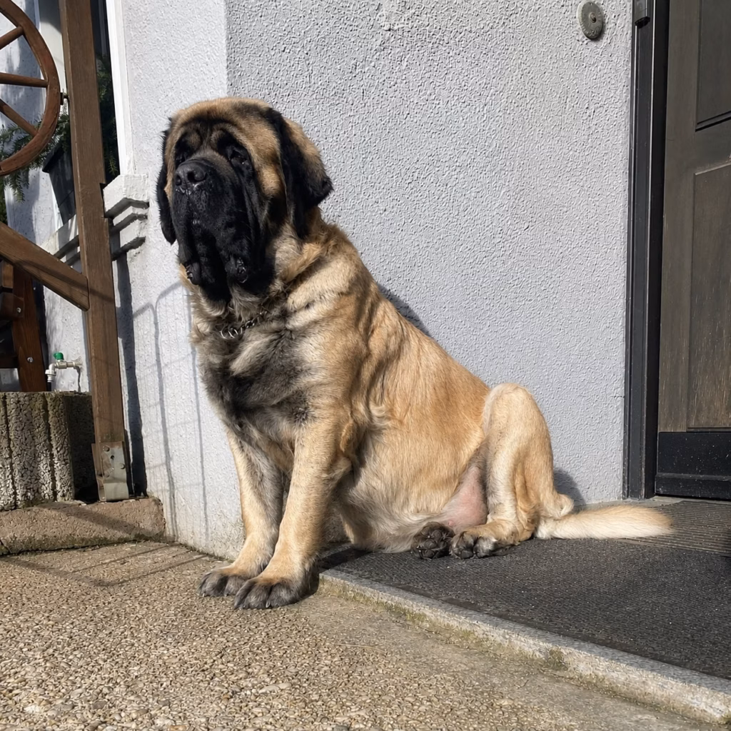 Die English-Mastiff-Hündin Holly sitzt im Sonnenlicht vor der Haustür.