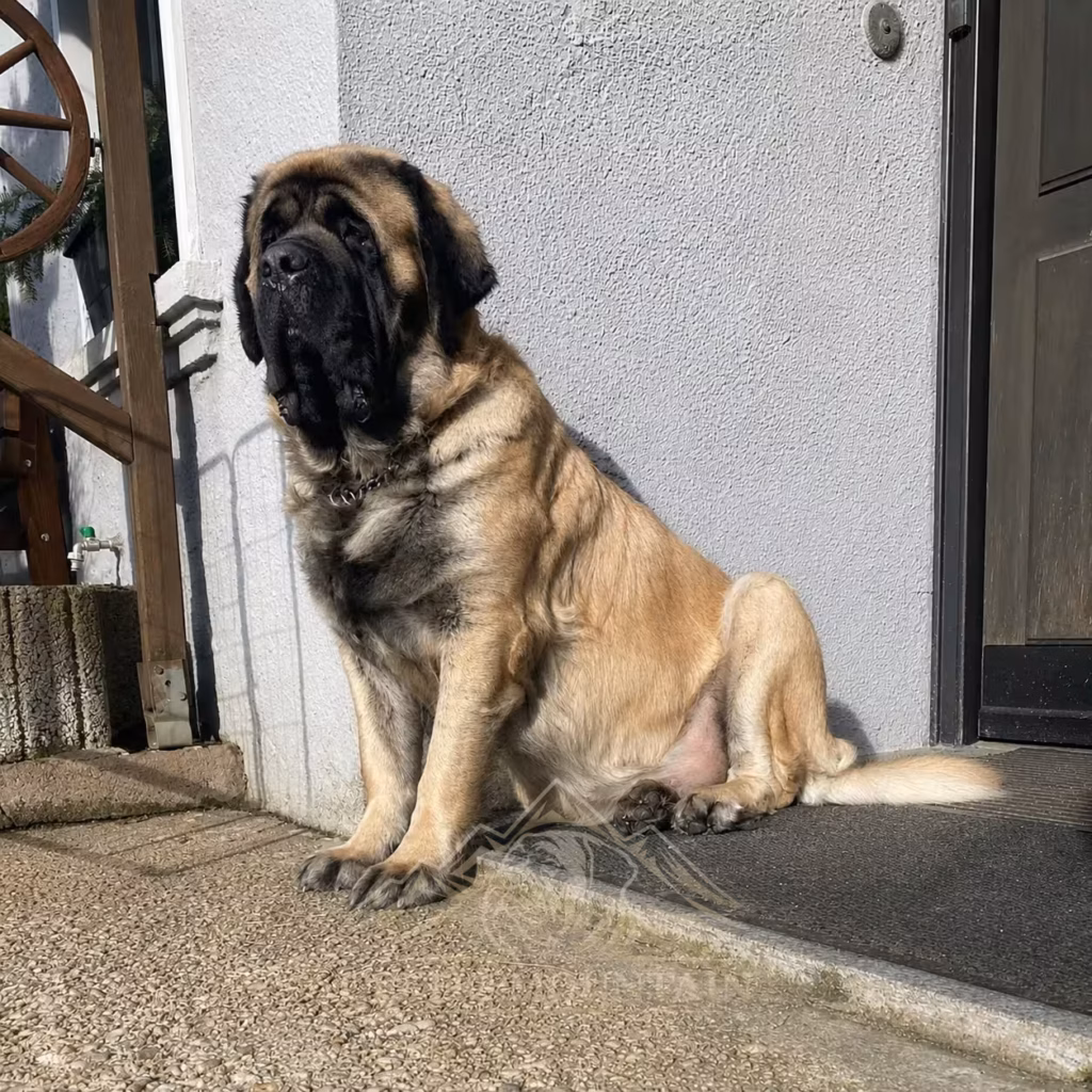 Die English-Mastiff-Hündin Holly sitzt im Sonnenlicht vor der Haustür.