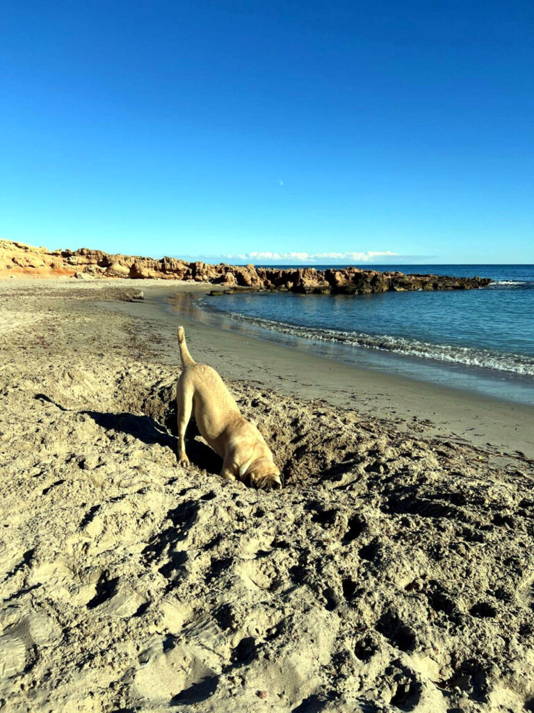 Greta am Strand in Spanien beim Buddeln im Sand