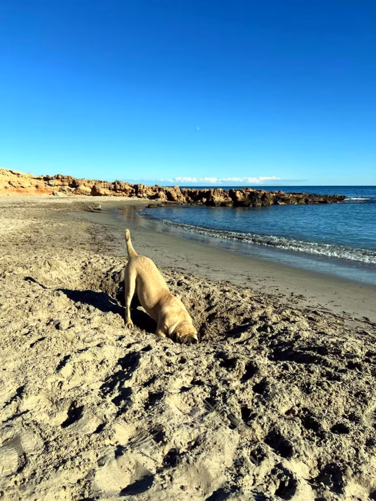 Greta am Strand in Spanien beim Buddeln im Sand