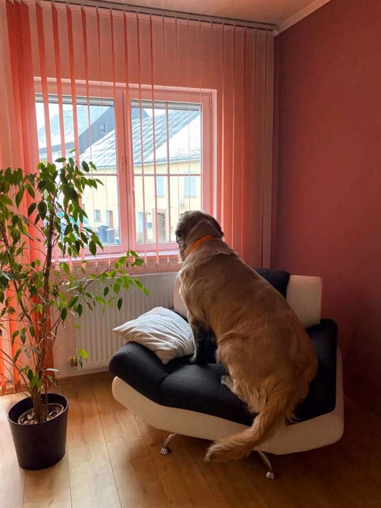 Die English-Mastiff-Hündin Holly sitzt auf einem Sessel und blickt aus dem Fenster.