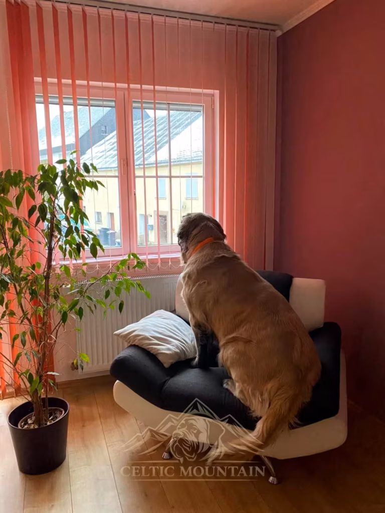 Die English-Mastiff-Hündin Holly sitzt auf einem Sessel und blickt aus dem Fenster.
