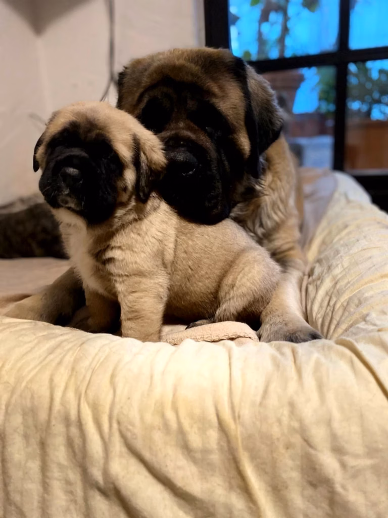 English-Mastiff-Hündin Holly liegt gemeinsam mit einem fawnfarbenen Welpen auf einem Hundebett.