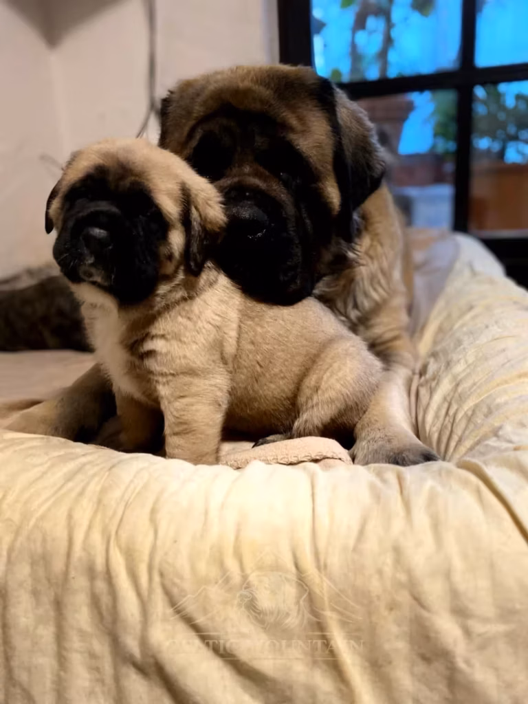 English-Mastiff-Hündin Holly liegt gemeinsam mit einem fawnfarbenen Welpen auf einem Hundebett.