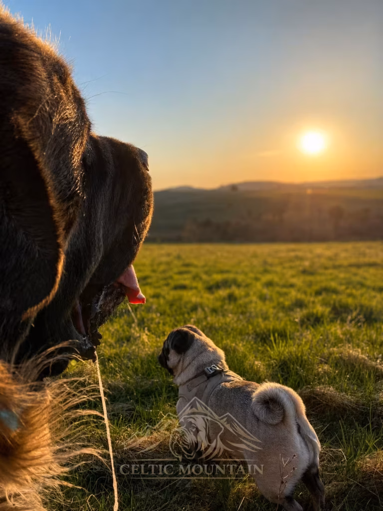English Mastiff Holly und Mops Bärbel auf einer Wiese beim Sonnenuntergang im Hochwald.