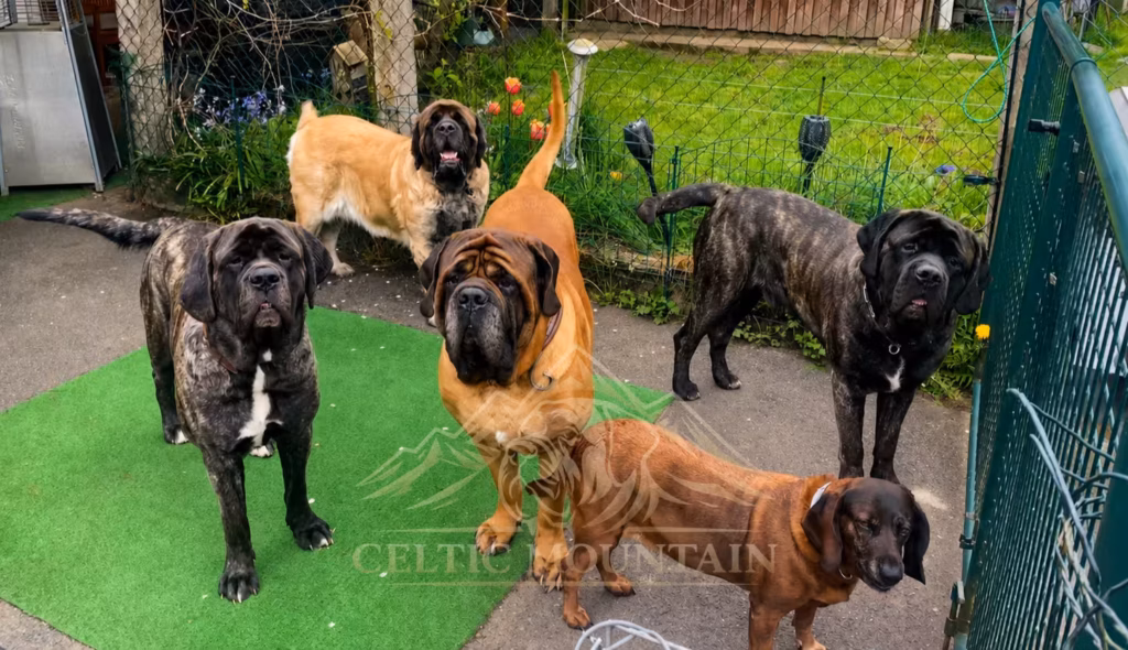 Mehrere English Mastiffs und weitere Hunde stehen gemeinsam im Garten