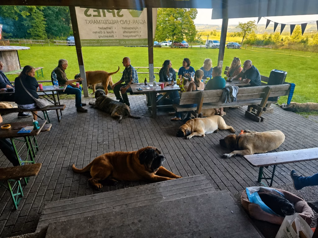Menschen und mehrere English Mastiffs entspannen gemeinsam im Pavillon beim Mastifftreffen 2025.