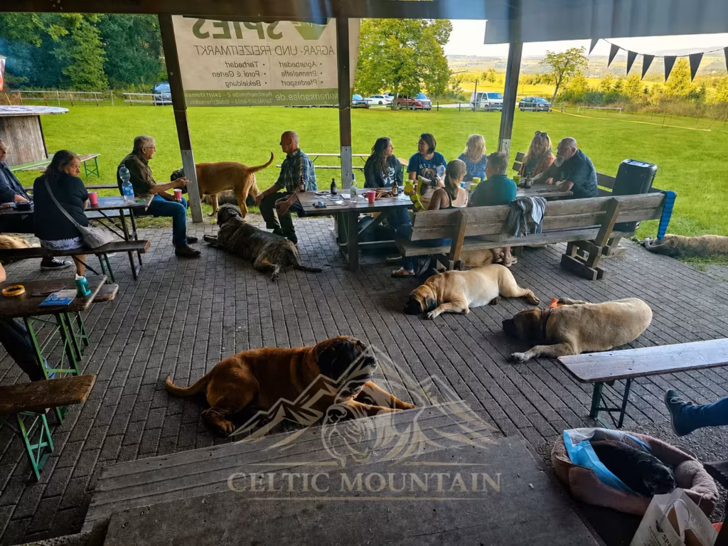 Menschen und mehrere English Mastiffs entspannen gemeinsam im Pavillon beim Mastifftreffen 2025.