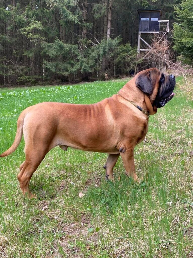 Der apricotfarbene English Mastiff Ingo steht aufmerksam auf einer Wiese am Waldrand.