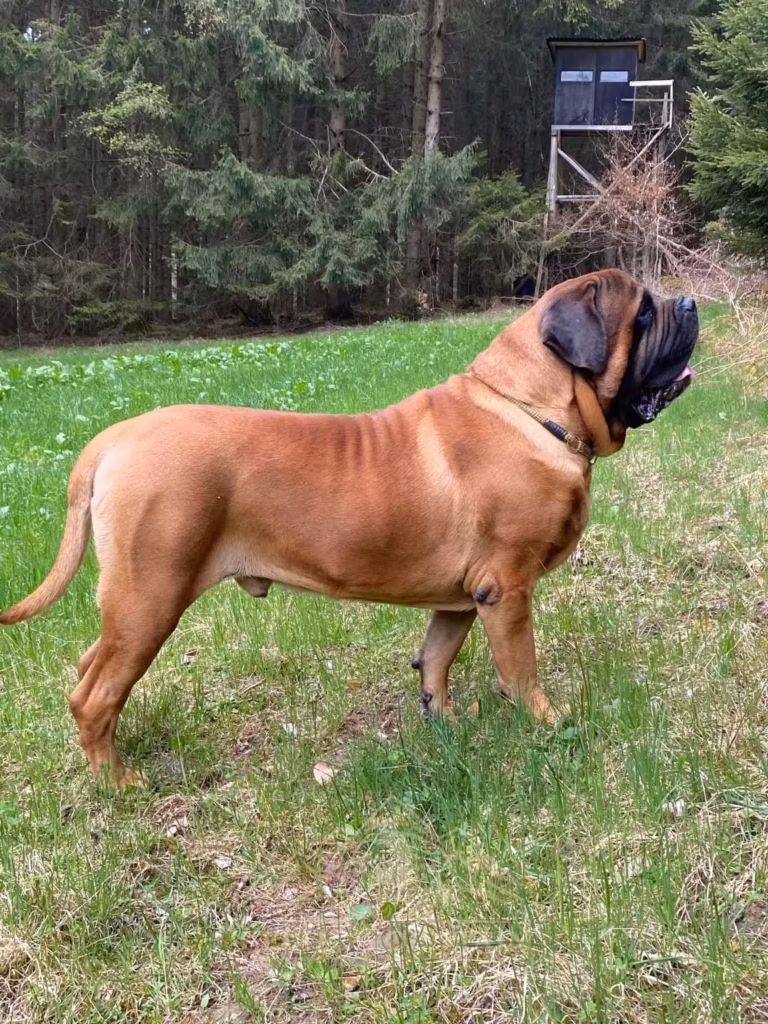 Der apricotfarbene English Mastiff Ingo steht aufmerksam auf einer Wiese am Waldrand.