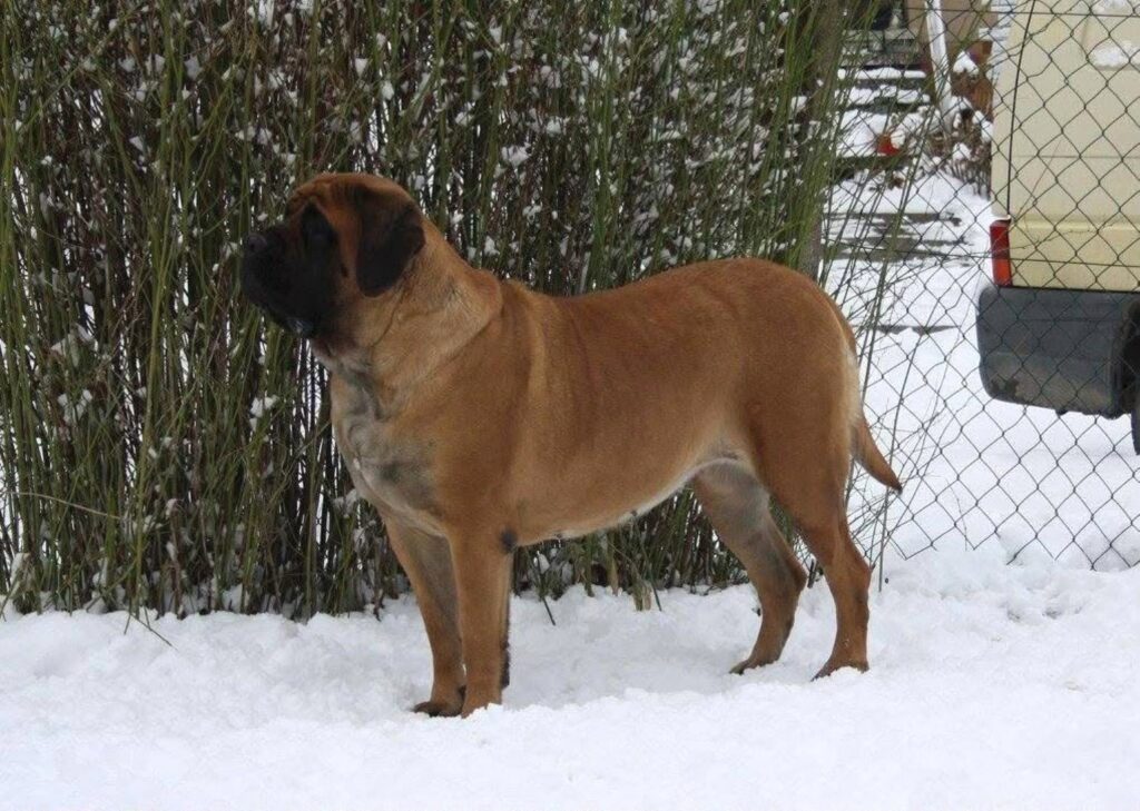 Der apricotfarbene English Mastiff Ingo steht aufmerksam im Schnee.