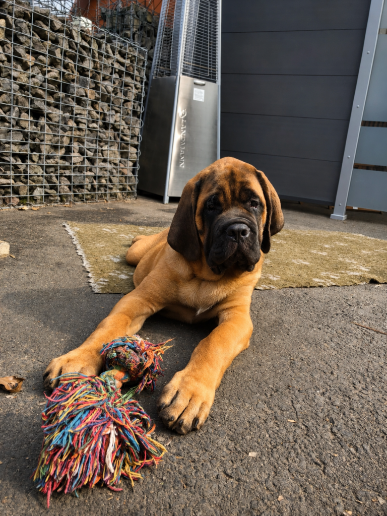 English-Mastiff-Welpe Ingo liegt mit einem bunten Spielzeug im Außenbereich.