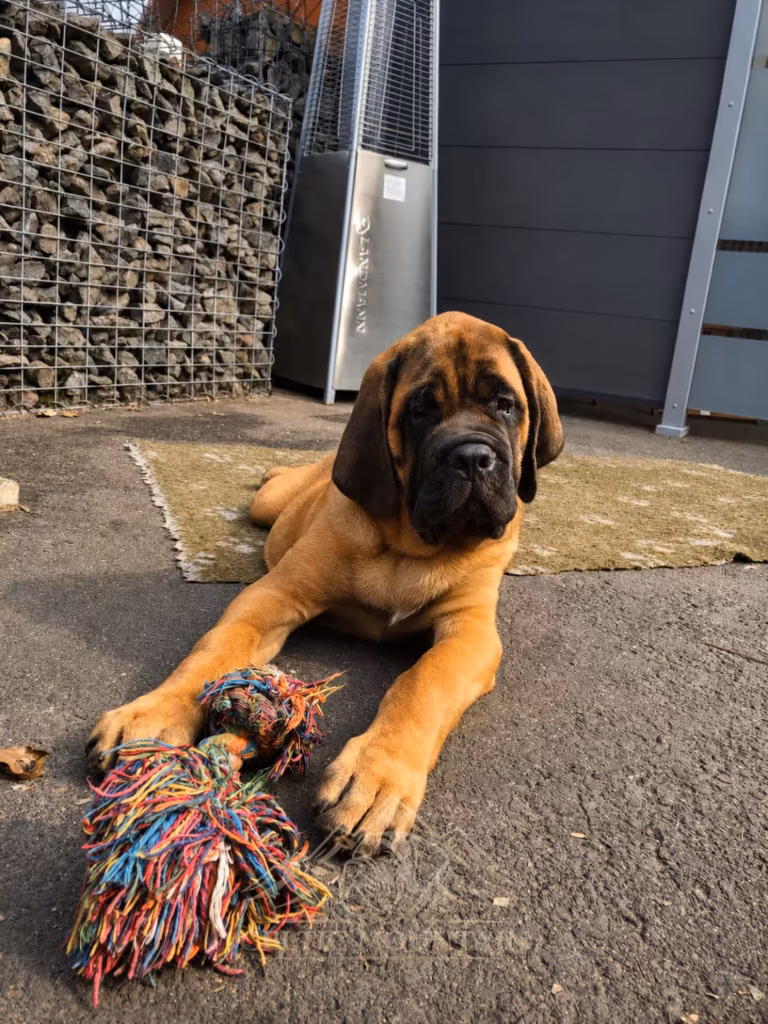 English-Mastiff-Welpe Ingo liegt mit einem bunten Spielzeug im Außenbereich.