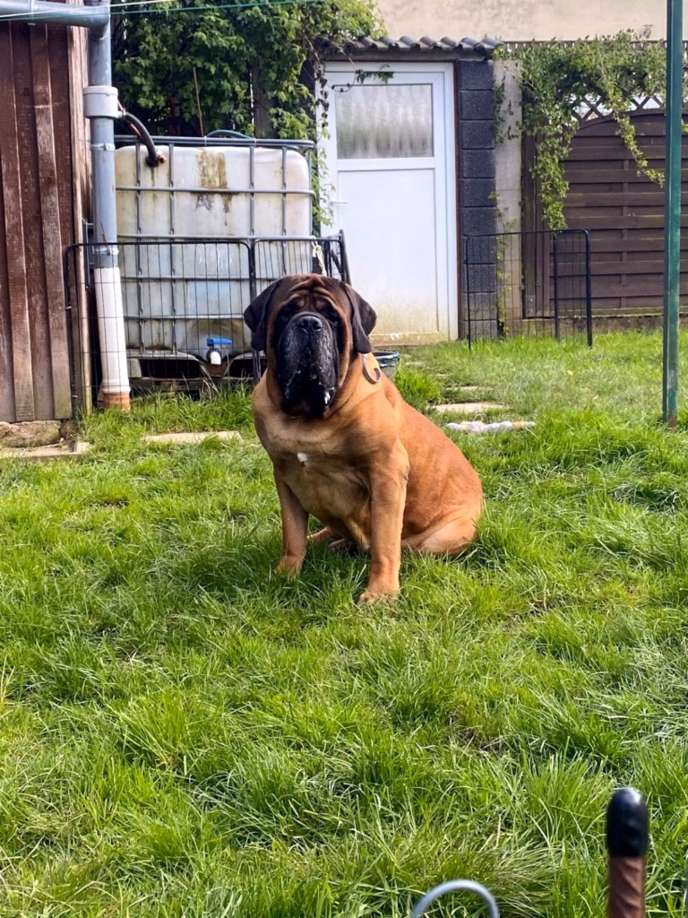 English Mastiff Rüde Ingo sitzt aufmerksam auf der Wiese im Garten.