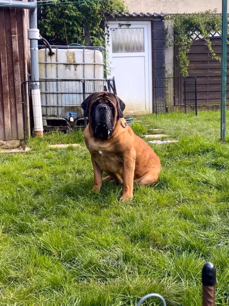 English Mastiff Rüde Ingo sitzt aufmerksam auf der Wiese im Garten.