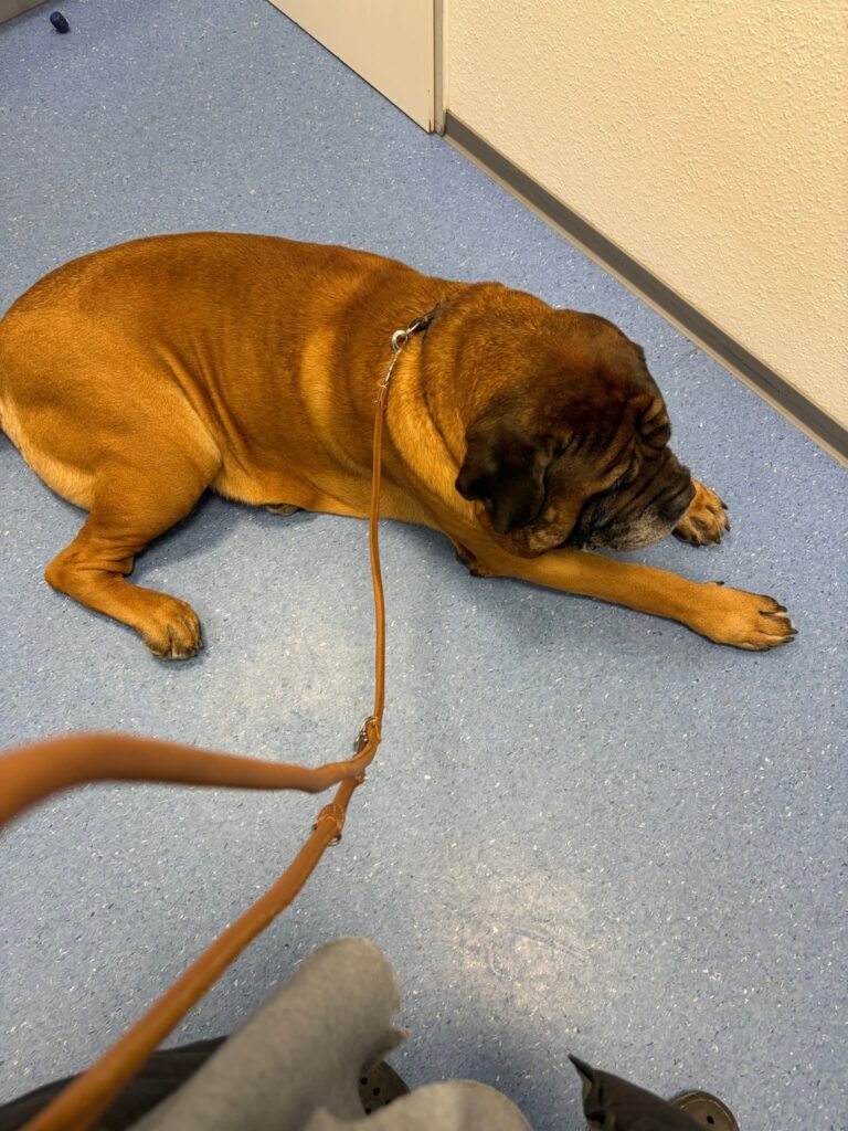 English Mastiff Ingo wartet während der Behandlung in einer Tierklinik