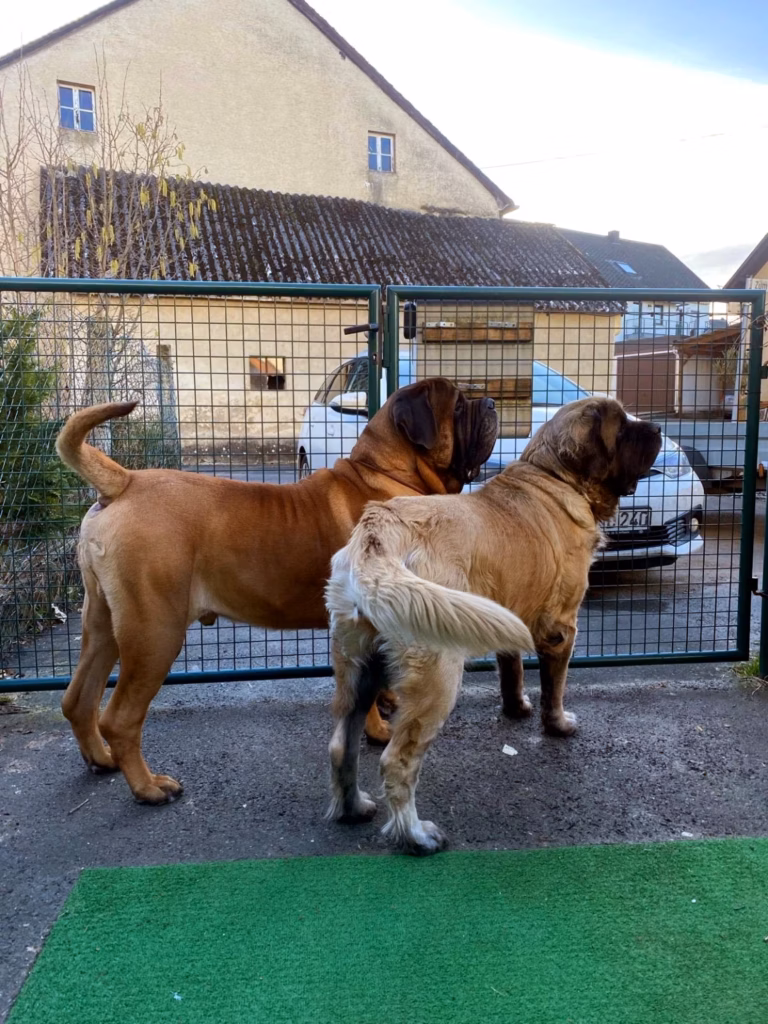 Holly und Ingo stehen gemeinsam am Tor und blicken aufmerksam nach draußen.