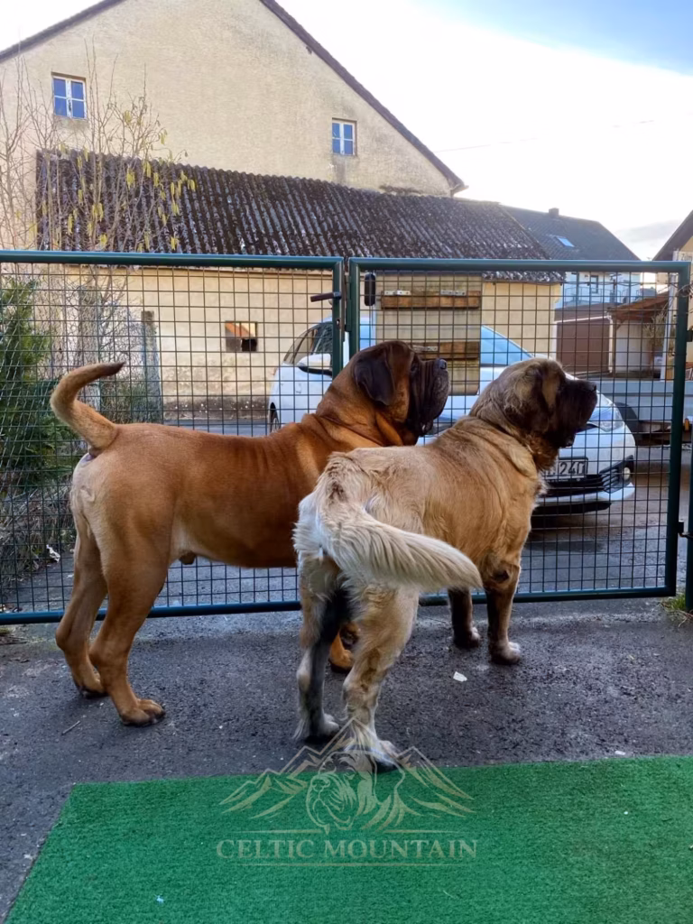 Holly und Ingo stehen gemeinsam am Tor und blicken aufmerksam nach draußen.