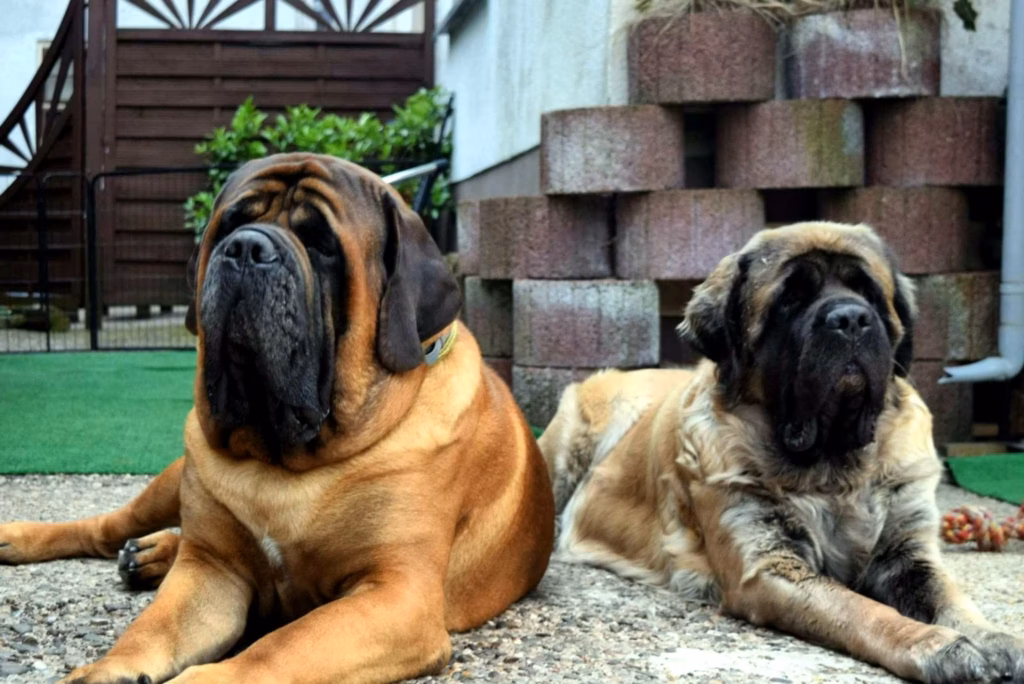 Holly und Ingo liegen gemeinsam im Garten und blicken aufmerksam nach vorn.