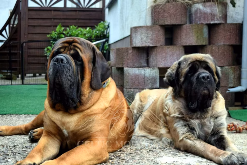 Holly und Ingo liegen gemeinsam im Garten und blicken aufmerksam nach vorn.