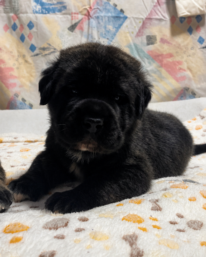 Junger dunkler English-Mastiff-Welpe liegt auf einer weichen Decke