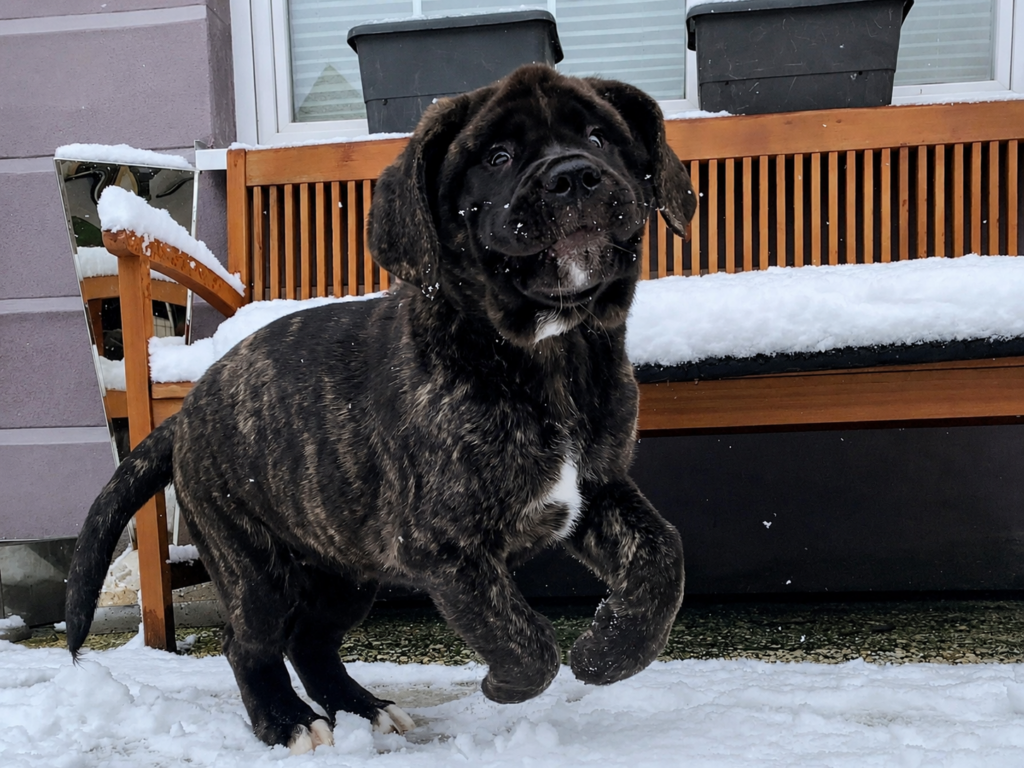 Gestromter English-Mastiff-Welpe Magnus läuft ausgelassen durch den Schnee