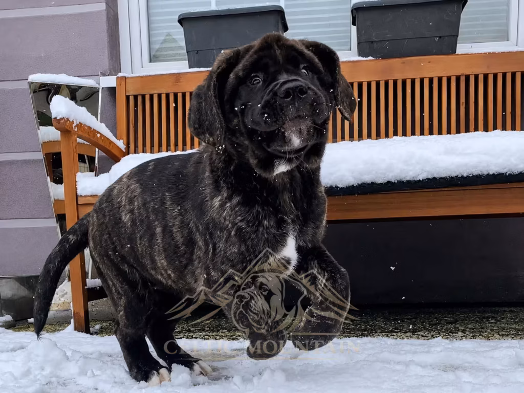Gestromter English-Mastiff-Welpe Magnus läuft ausgelassen durch den Schnee