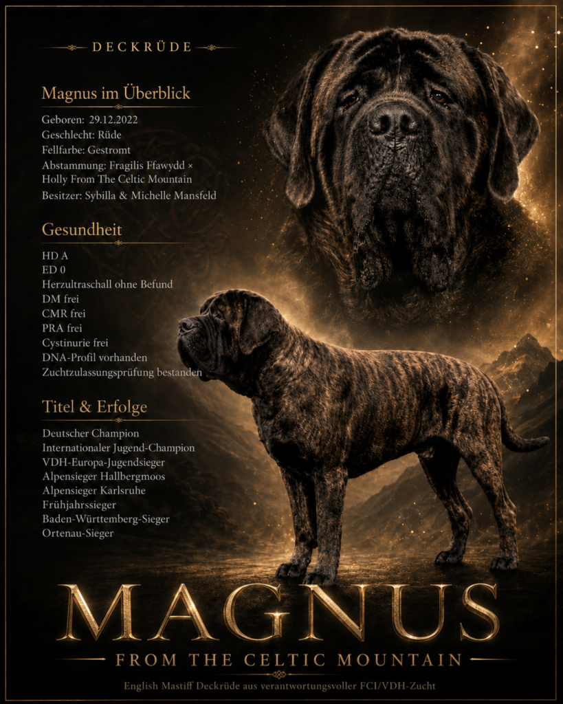 Magnus from the Celtic Mountain, gestromter English Mastiff Deckrüde