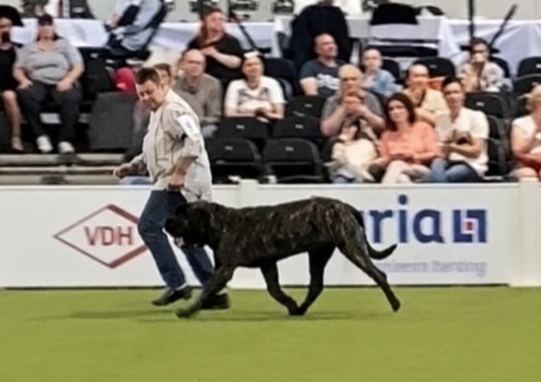 English Mastiff Magnus from the Celtic Mountain im Ausstellungsring der VDH-Europasieger-Ausstellung Dortmund 2024