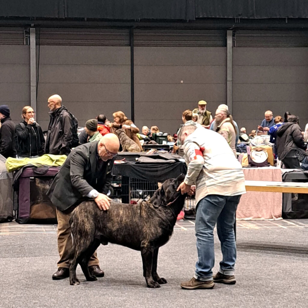 Magnus from the Celtic Mountain während der Begutachtung im Ausstellungsring in Offenburg 2026