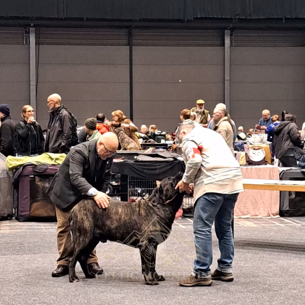 Magnus from the Celtic Mountain während der Begutachtung im Ausstellungsring in Offenburg 2026