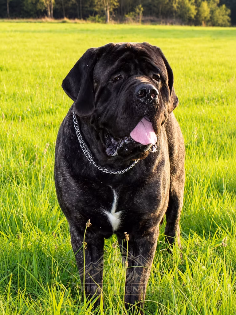Gestromter English Mastiff Rüde Magnus from the Celtic Mountain auf einer grünen Wiese