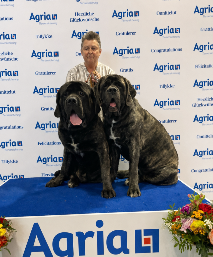 Sybilla Mansfeld mit den English Mastiffs Magnus und Miss Marple am Agria-Podium in Dortmund 2024