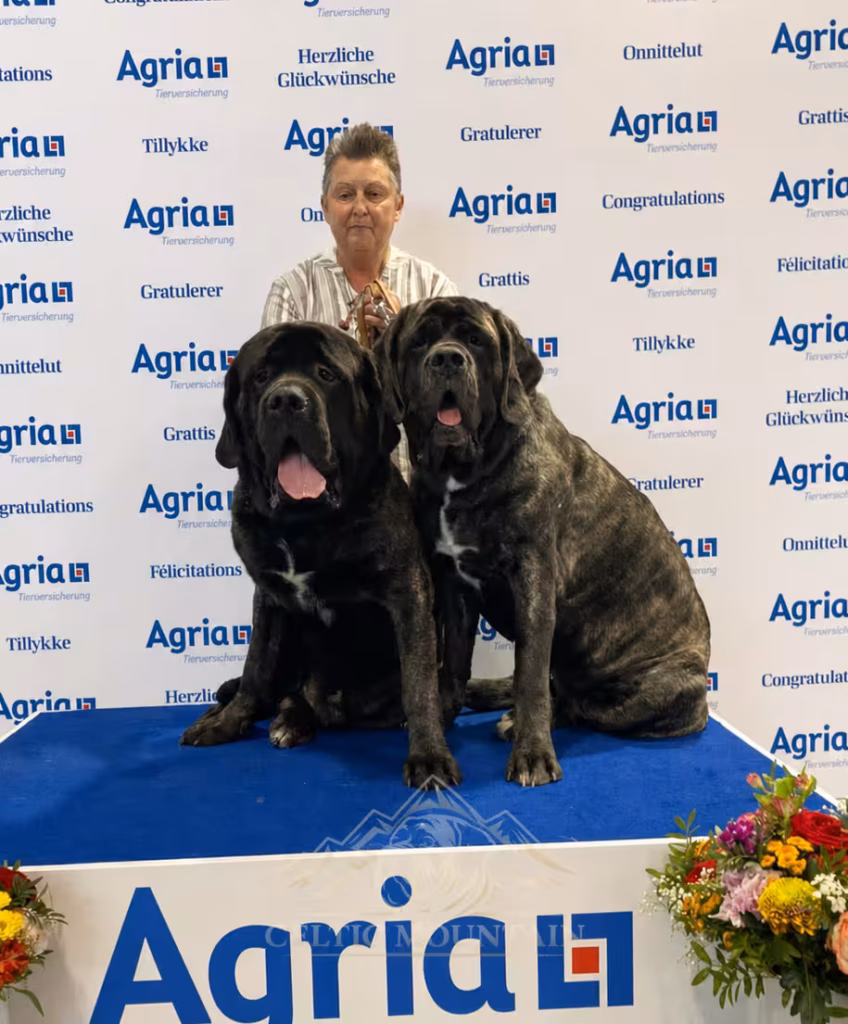 Sybilla Mansfeld mit den English Mastiffs Magnus und Miss Marple am Agria-Podium in Dortmund 2024