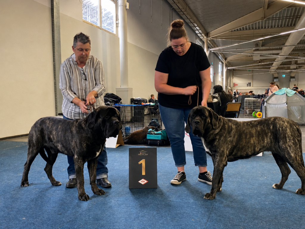 English Mastiffs Magnus und Miss Marple from the Celtic Mountain bei den VDH-Ausstellungen Dortmund 2024