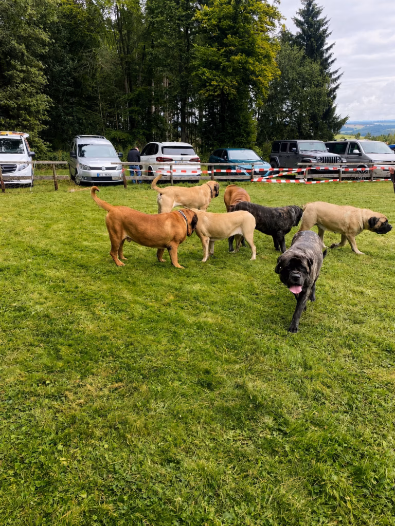Eine Gruppe English Mastiffs in unterschiedlichen Fellfarben läuft gemeinsam über die Wiese beim Mastifftreffen 2025.
