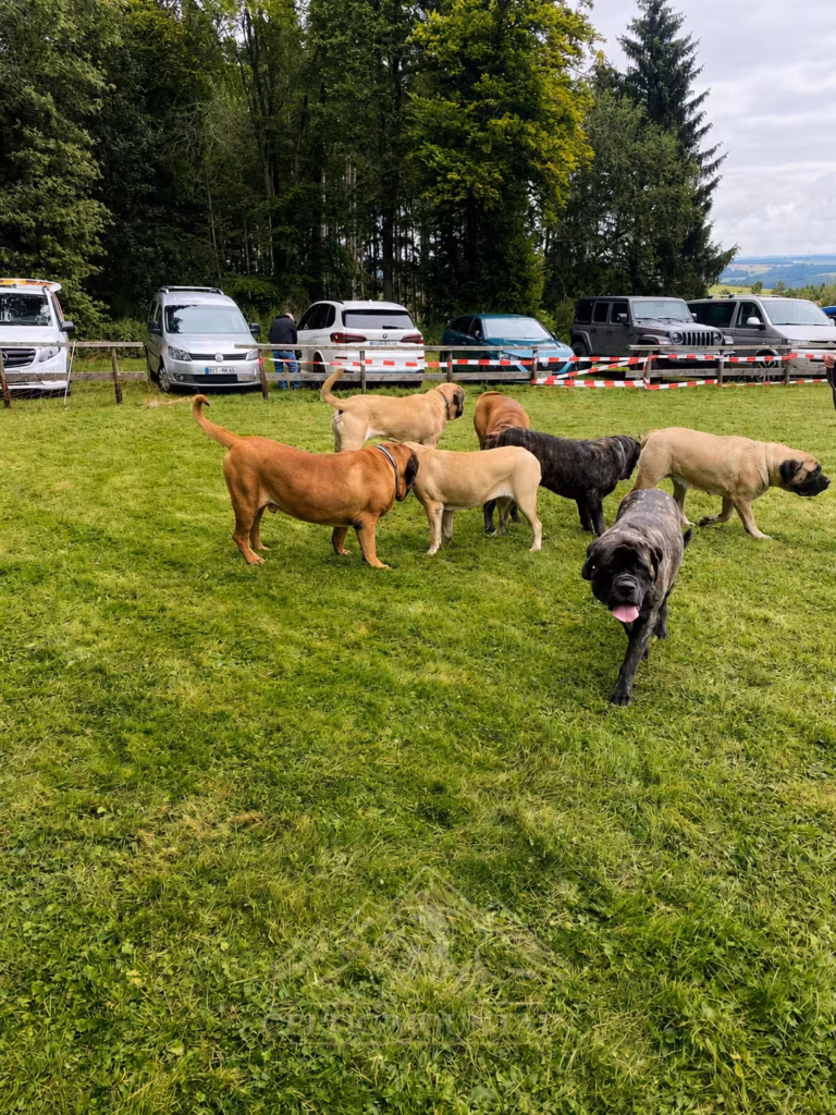 Eine Gruppe English Mastiffs in unterschiedlichen Fellfarben läuft gemeinsam über die Wiese beim Mastifftreffen 2025.