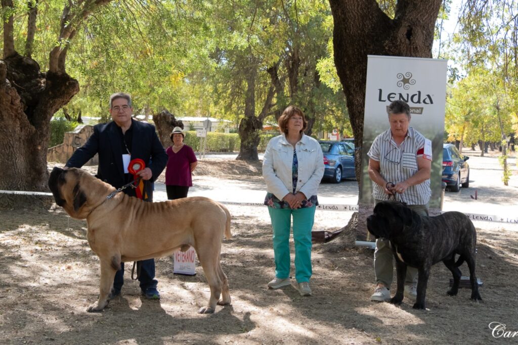 Zwei English Mastiffs bei der Monográfica 2025 in El Escorial, Spanien