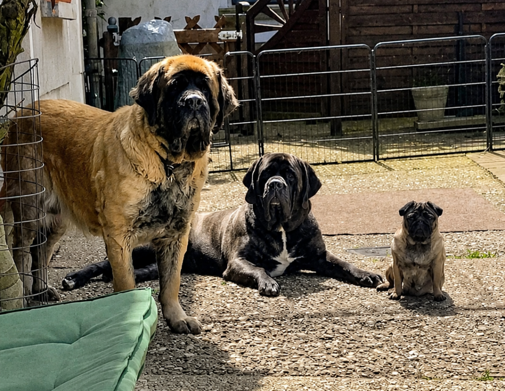 Zwei große Mastiffs und ein Mops sitzen gemeinsam im sonnigen Hof