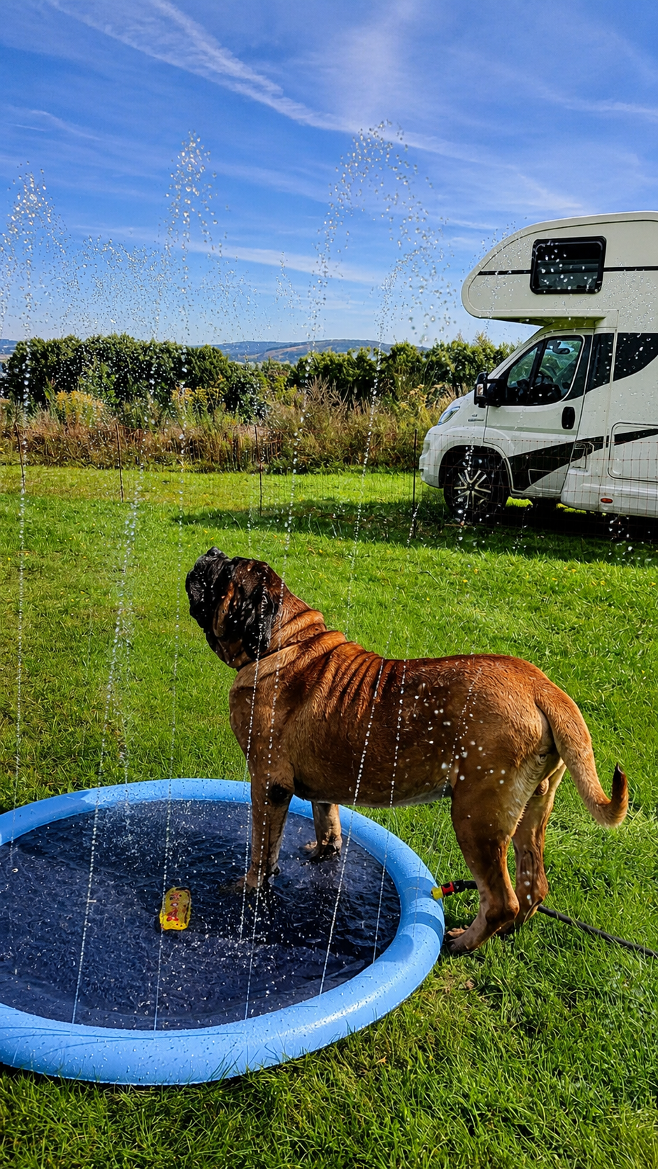 Mastiff genießt eine Abkühlung im Wassersprinkler beim Treffen in Rascheid
