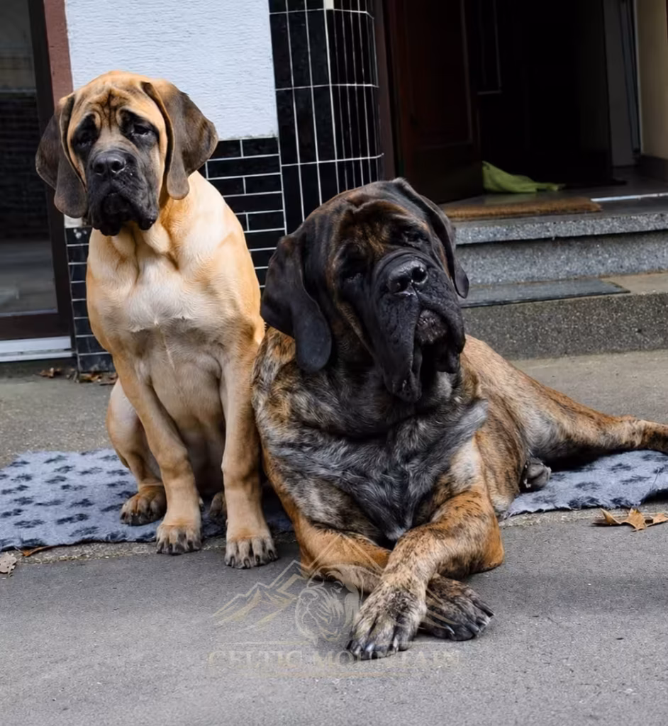Junger fawnfarbener English-Mastiff-Welpe sitzt neben einem erwachsenen gestromten Mastiff vor der Haustür