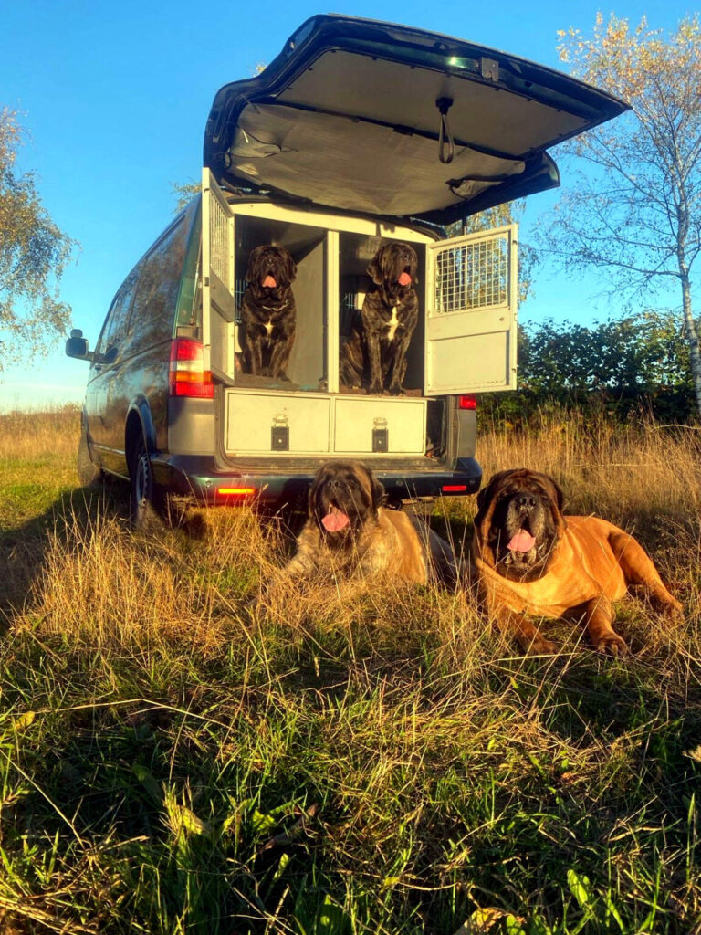 Holly, Ingo, Magnus und Miss Marple vor und im Hundetransporter auf einer Wiese