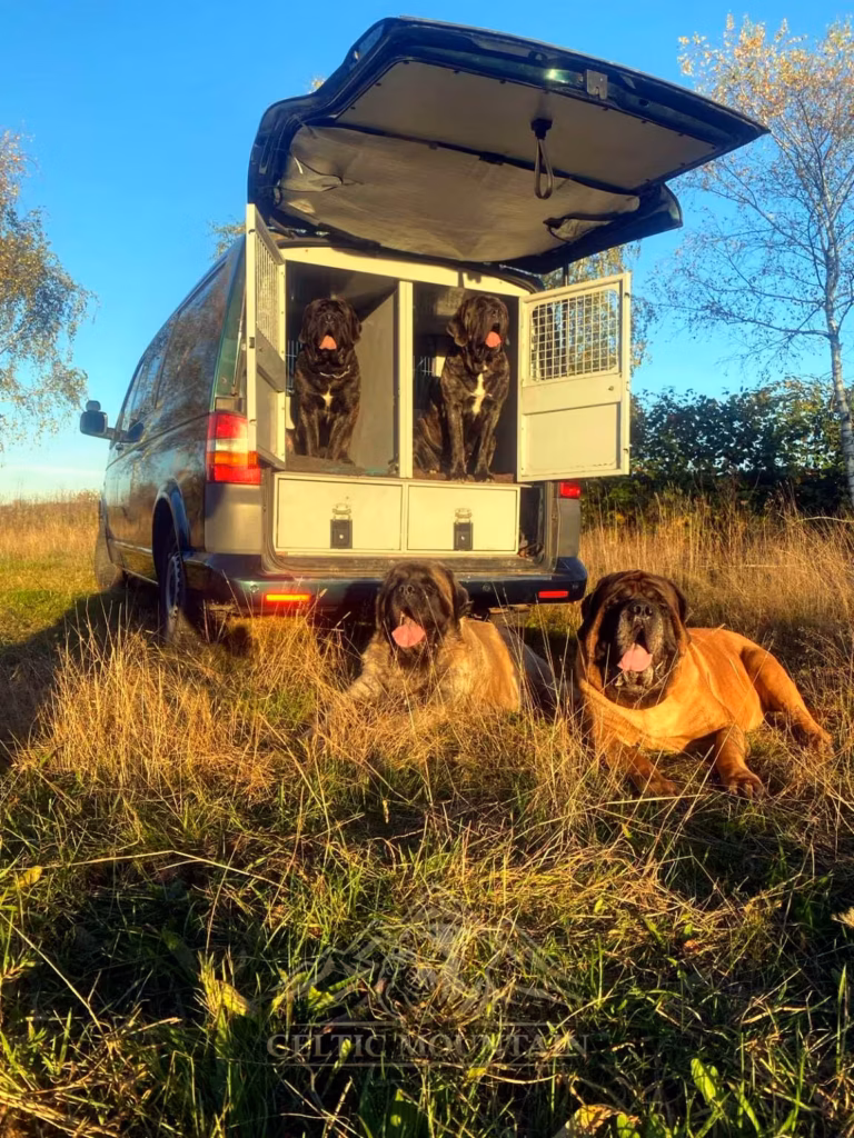 Holly, Ingo, Magnus und Miss Marple vor und im Hundetransporter auf einer Wiese