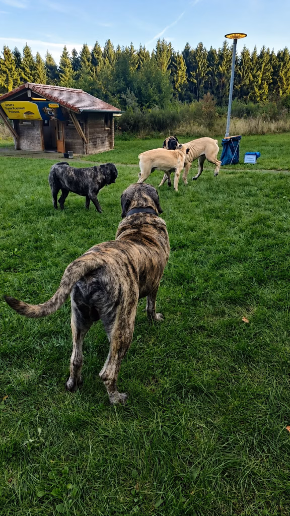 Mehrere English Mastiffs in unterschiedlichen Fellfarben begegnen sich auf einer Wiese beim Mastifftreffen 2025.