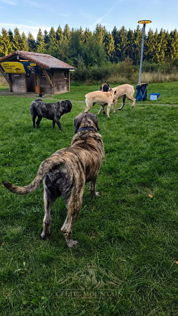 Mehrere English Mastiffs in unterschiedlichen Fellfarben begegnen sich auf einer Wiese beim Mastifftreffen 2025.