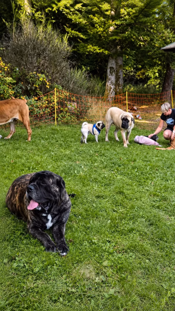 Mastiffs und ein Mops begegnen sich auf der Wiese beim Hundetreffen in Rascheid