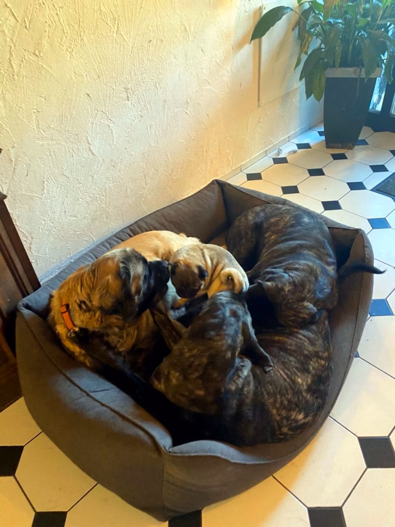 Holly, Miss Marple und Magnus liegen gemeinsam eng aneinandergekuschelt in einem großen Hundebett.