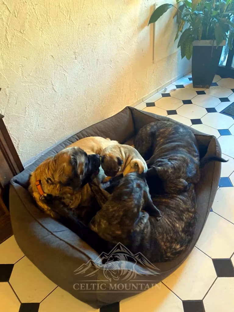 Holly, Miss Marple und Magnus liegen gemeinsam eng aneinandergekuschelt in einem großen Hundebett.