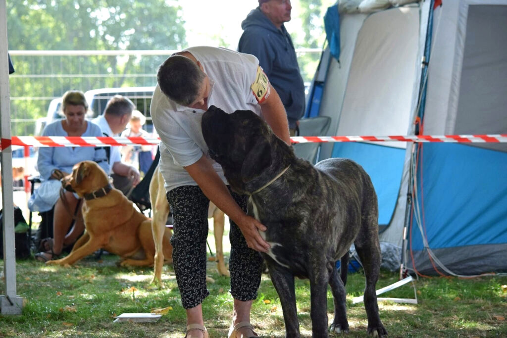 Miss Marple from the Celtic Mountain wird bei der Doppel-CACIB Ludwigshafen 2025 im Ausstellungsring präsentiert