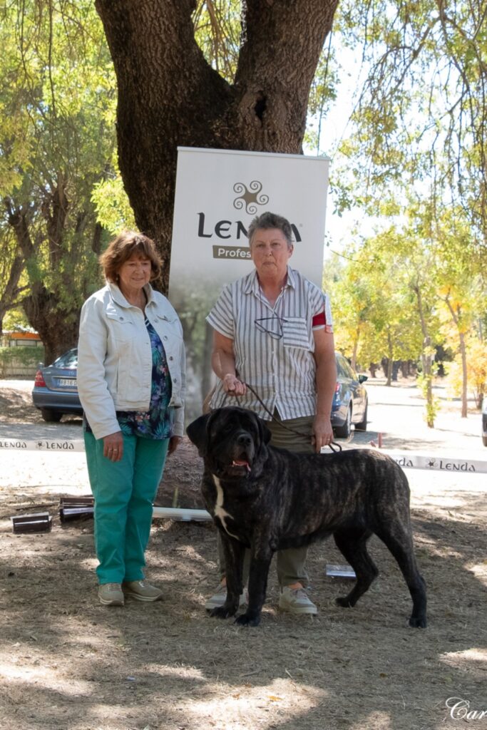 Miss Marple from the Celtic Mountain erhält Vorzüglich 1 und das Reserve CAC bei der English Mastiff Spezialausstellung in Spanien.